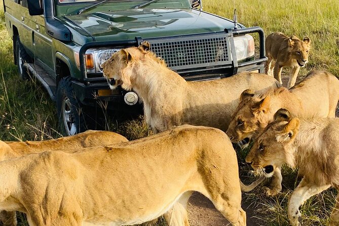 4 Days Tour Landcruiser in Masai Mara and Lake Nakuru - Booking details worth confirming first