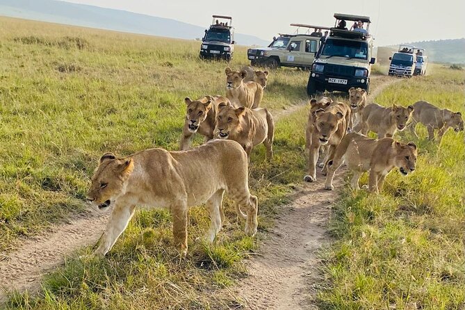 4 Days Tour Landcruiser in Masai Mara and Lake Nakuru - Day two: A full Masai Mara game drive