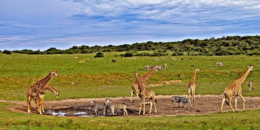 4 days Tsavo East, Amboseli and saltlick lodge safari - Key points to know before booking