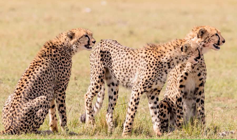 4 days Tsavo East, Amboseli and saltlick lodge safari - Three parks, three different safari moods