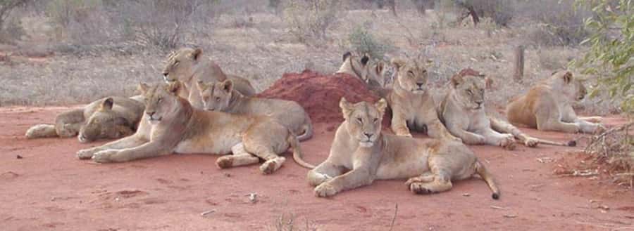 4 days Tsavo East, Amboseli and saltlick lodge safari - Day 2: From Tsavo East to Mount Kilimanjaro country