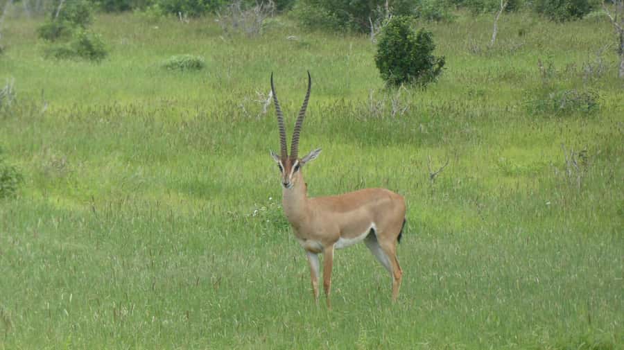 4 days Tsavo East, Amboseli and saltlick lodge safari - Day 4: One last drive before returning