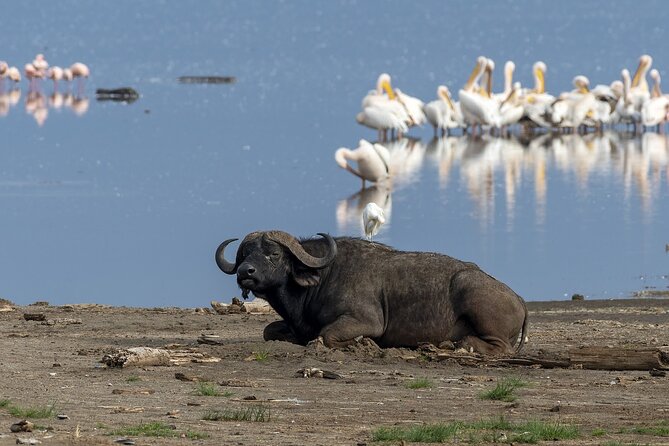 4 Days wildebeest lake nakuru masai mara safari - Two contrasting game drives in Maasai Mara