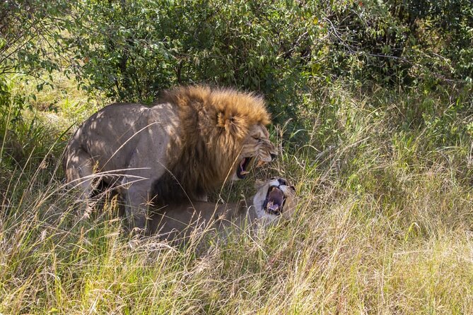 4 Days wildebeest lake nakuru masai mara safari - Leaving the reserve on an early game drive