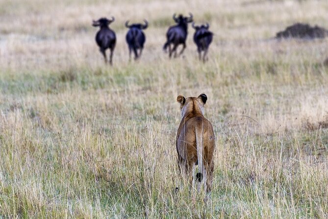 4 Days wildebeest lake nakuru masai mara safari - What the $998 price actually covers