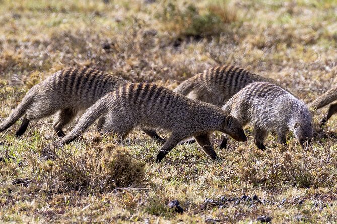 4 Days wildebeest lake nakuru masai mara safari - Cancellation and practical planning