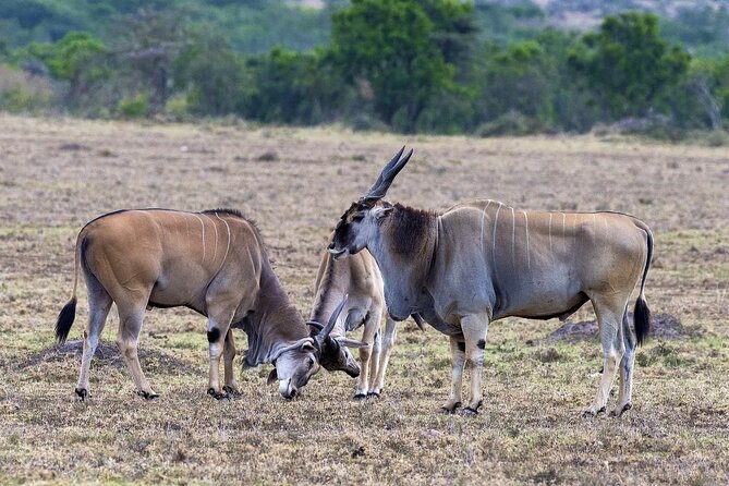 4 Days wildebeest lake nakuru masai mara safari - The Great Rift Valley road to Maasai Mara