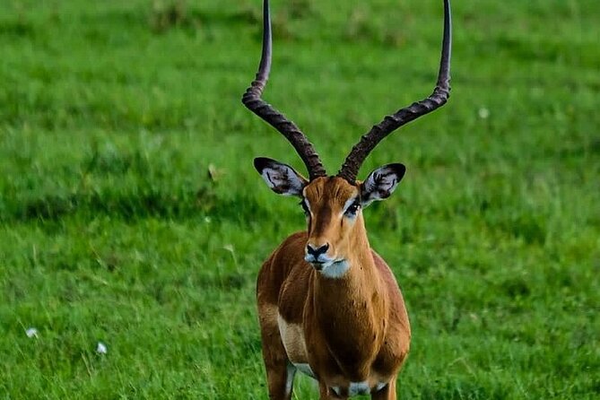 4day Maasai Mara, Lake Nakuru, and Lake Naivasha - What the guide and vehicle mean for your day