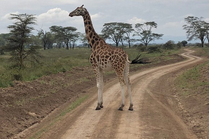 4day Maasai Mara, Lake Nakuru, and Lake Naivasha - Meals, accommodation, and the real price