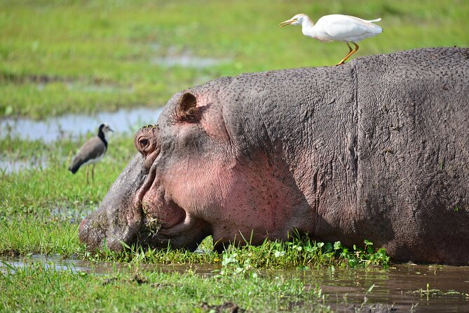 5-Day 4 Nights Masai Mara-L Nakuru-Hell's Gate Budget Safari - What the $553 price really covers