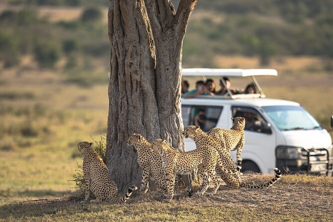 5-Day Lakes and Masai Mara Plains 4 x 4 Safari - Day 3: Reaching Maasai Mara and the first game drive