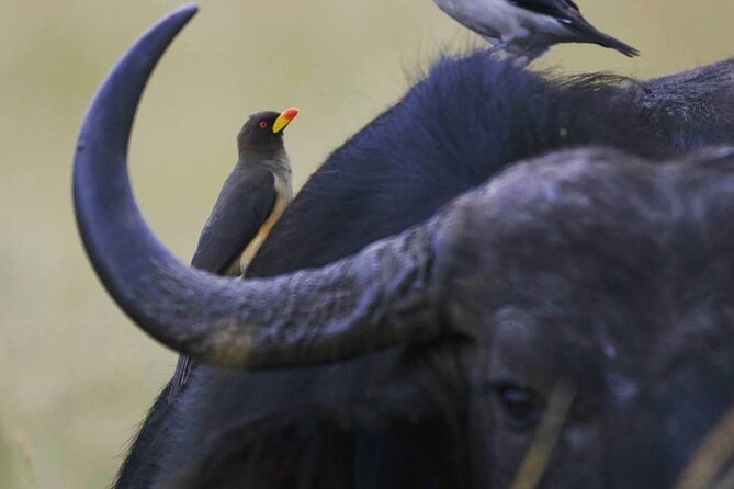 5-Day Lakes and Masai Mara Plains 4 x 4 Safari - What the private minivan changes