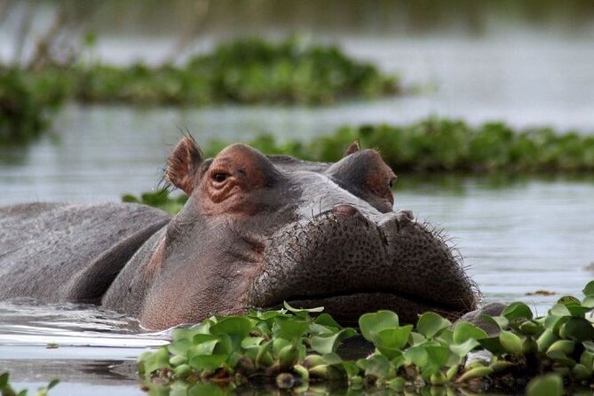 5-Day Masai Mara Lake Nakuru and Naivasha Small-group Safari Tour - Leaving Nairobi for the Masai Mara