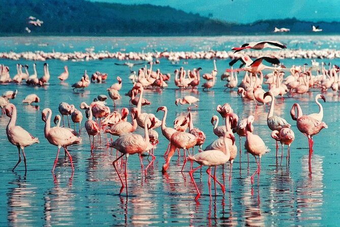 5-Day Masai Mara Lake Nakuru and Naivasha Small-group Safari Tour - Walking and cycling at Hell’s Gate