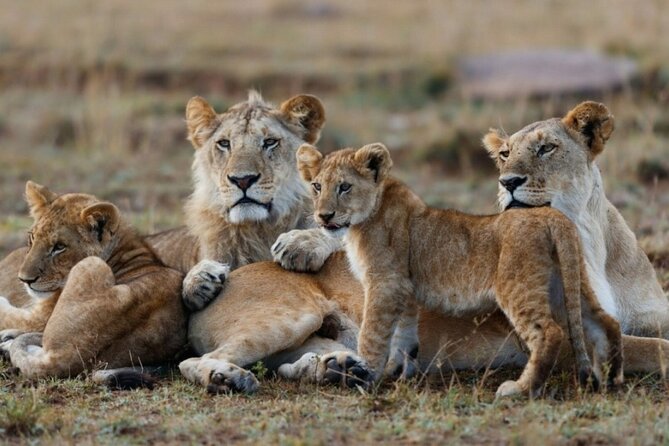 5-Day Masai Mara Lake Nakuru and Naivasha Small-group Safari Tour - What $929.20 buys you