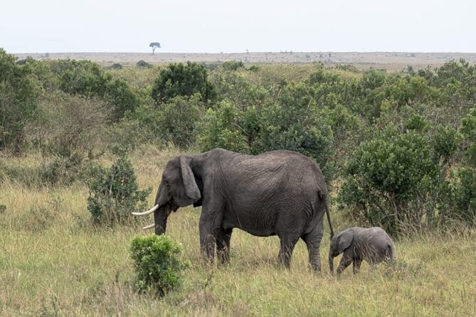 5-Day Masai Mara Lake Nakuru and Naivasha Small-group Safari Tour - From the Mara to Lake Nakuru