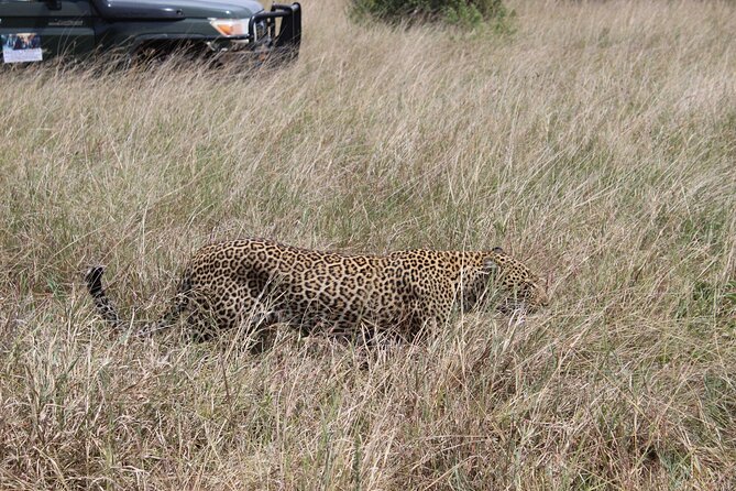 5-Day Private Tour in Kenya's Best Game Parks - Day 2: Lake Nakuru’s rhinos, birds, and high viewpoint