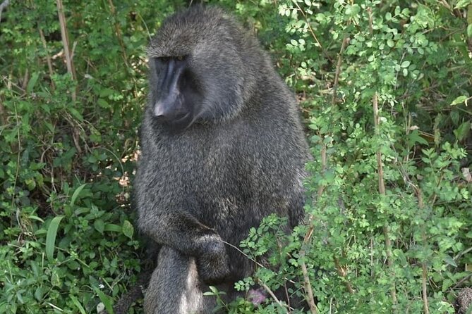 5-Day Safari in Maasai Mara, Lake Nakuru and Naivasha - What the $922 price really covers