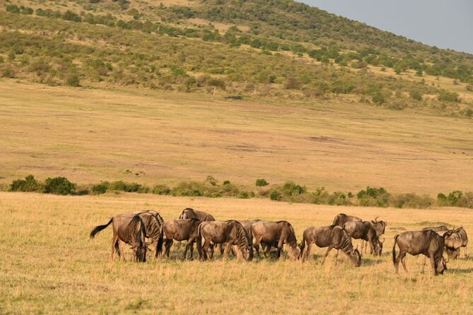 5-Day Safari in Maasai Mara, Lake Nakuru and Naivasha - Day 4: Rhinos at Lake Nakuru, then hippos at Lake Naivasha