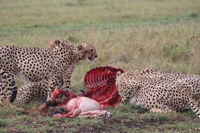 5-Day Safari in Maasai Mara, Lake Nakuru and Naivasha - Vehicles, group size and daily comfort
