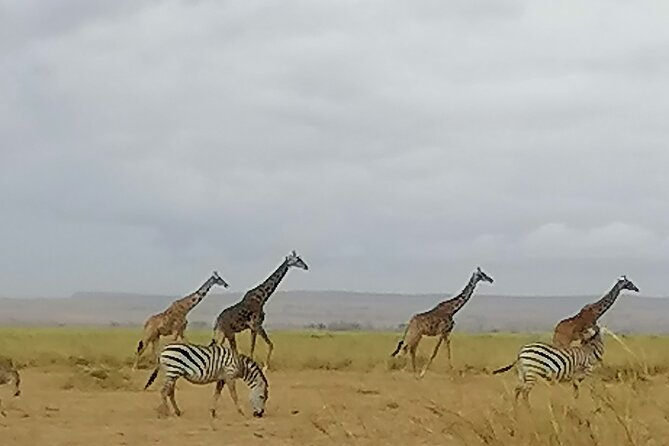 5-Day Safari in Maasai Mara, Lake Nakuru and Naivasha - Day 3: Leaving the Mara for the Lake Nakuru area