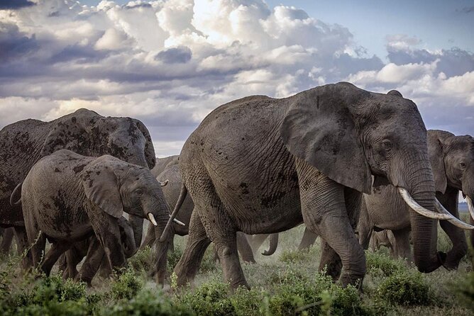 5-Day Safari Tour in 3 National Parks - Day two: Mzima Springs before Amboseli