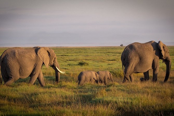 5 Days/4 Nights Kenya Safari - What the private vehicle changes