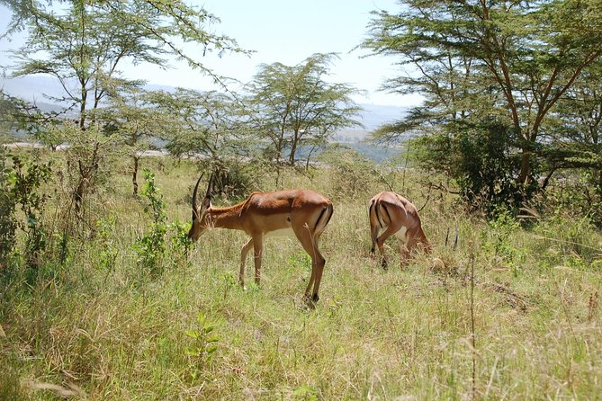 5 Days Best Of Kenya Safari - Key points at a glance