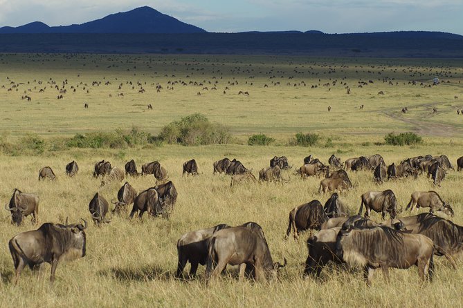 5 Days Best Of Kenya Safari - What this five-day Kenya safari is really selling