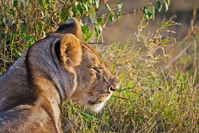 5 Days Best Of Kenya Safari - Day 4: Lake Naivasha and optional Hell’s Gate