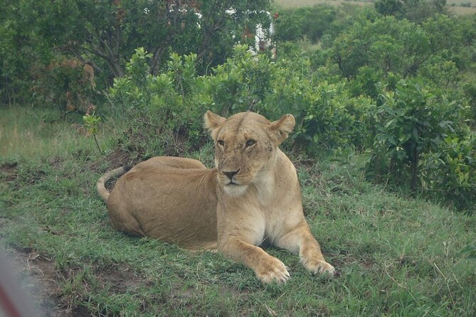 5 Days Budget Safari To Masai Mara, Lake Nakuru and Lake Naivasha - Key Points