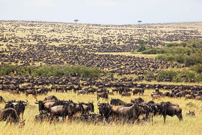 5 Days Hell's Gate, L. Naivasha, L. Nakuru & Masai Mara Luxury Safari - Why this route works for a first Kenyan safari