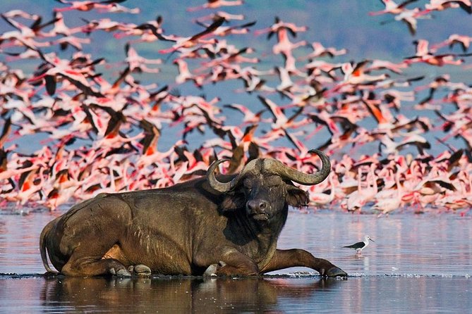 5 Days Hell's Gate, L. Naivasha, L. Nakuru & Masai Mara Luxury Safari - Day 5: Rift Valley views and the return to Nairobi