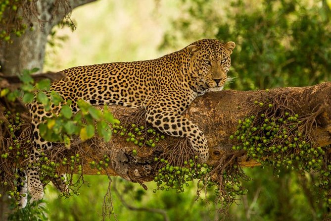 5 Days Kenya Masai Mara and Lake Nakuru Private Tour - Day 1: The Great Rift Valley to Masai Mara