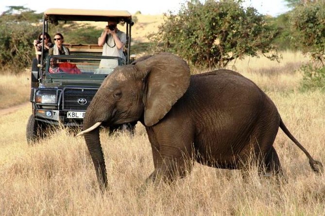 5 Days Kenya Masai Mara and Lake Nakuru Private Tour - Day 4: From big cats to rhinos at Lake Nakuru