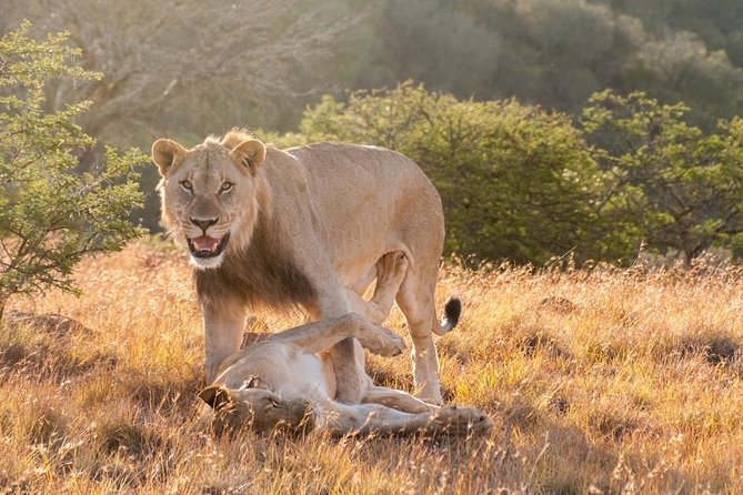5 Days Kenya Masai Mara and Lake Nakuru Private Tour - Lodges, meals, and what to confirm
