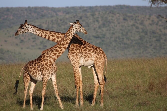 5 Days Lake Naivasha, Lake Nakuru, & Masai Mara - What the $2,671 price includes