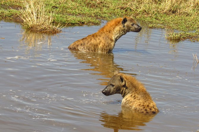 5 Days Lake Nakuru-Lake Naivasha & Maasai Mara Safari - Day 1: Rhino country at Lake Nakuru