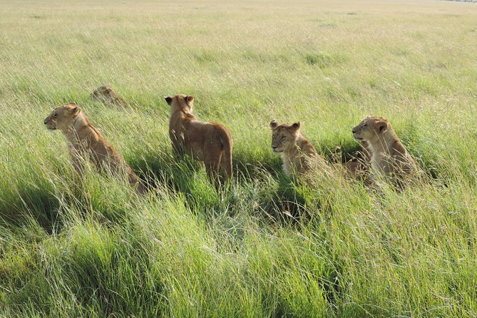 5 Days Lake Nakuru-Lake Naivasha & Maasai Mara Safari - Day 3: First afternoon in the Maasai Mara