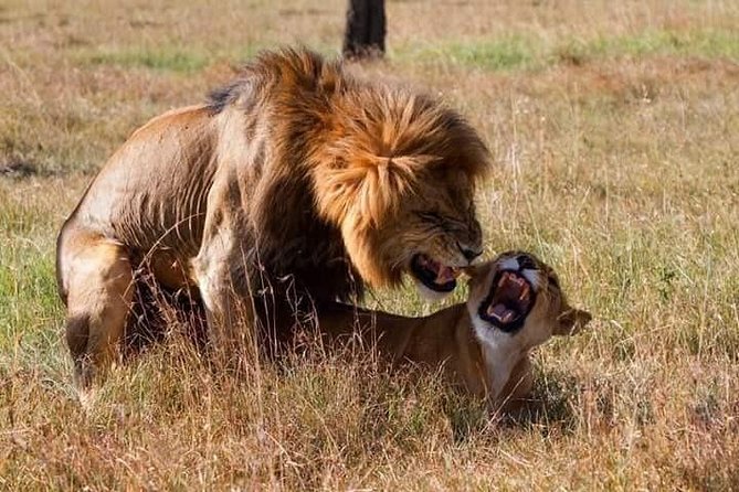 5 Days Lake Nakuru-Lake Naivasha & Maasai Mara Safari - What the $1,691.18 price means