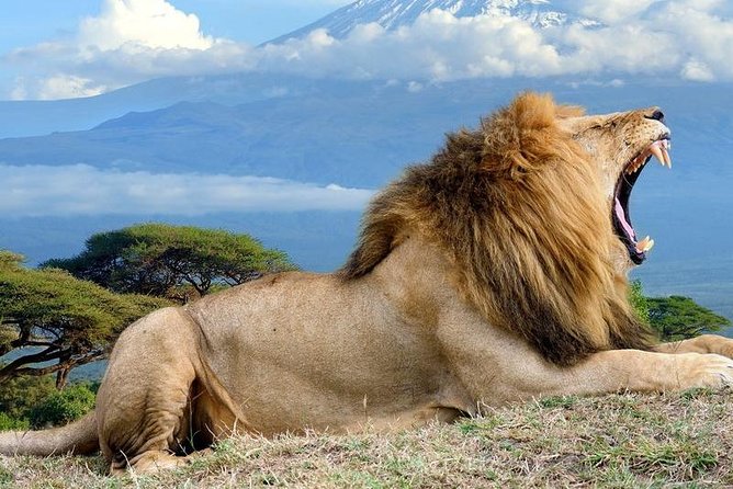 5 Days Maasai mara, Lake Nakuru, samburu private lodge safari - Day 2: A full day among Mara wildlife