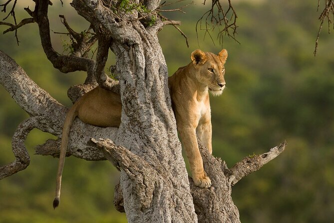 5 Days Magical Kenya Safari Private Tour - Day two: Thompson’s Falls and the waters of Naivasha