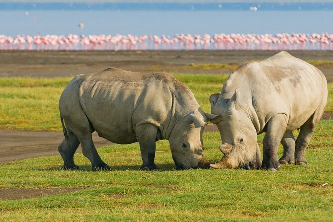 5 Days Masai Mara, Lake Nakuru & Naivasha Budget Joining Safari - Why this safari works as a first taste of Kenya