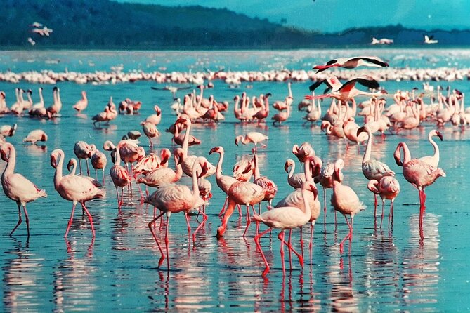 5 Days Masai Mara, Lake Nakuru & Naivasha Budget Joining Safari - What the accommodation and meals mean in practice