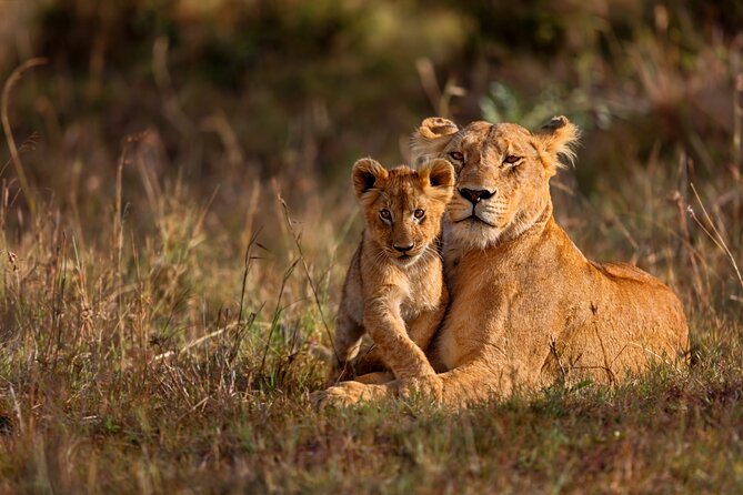 5 Days Masai Mara, Lake Nakuru & Naivasha Budget Joining Safari - The guide can make or break the safari