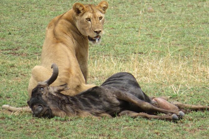 5 days Masai Mara Wildebeest migration safari - Why this five-day Masai Mara plan works