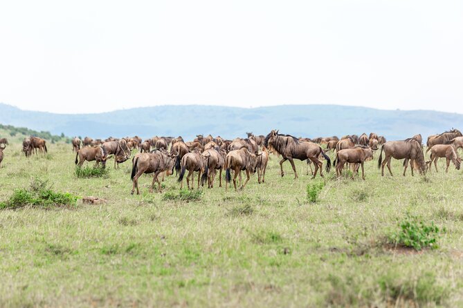 5 days Masai Mara Wildebeest migration safari - Is $2,660 per person fair?