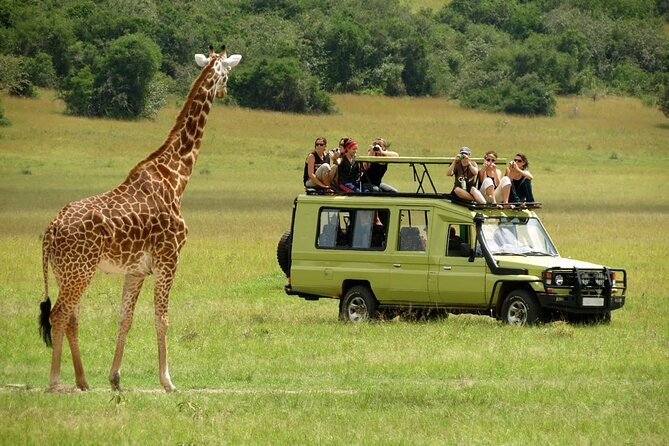 5 Days Mombasa,Tsavo East, Taita Salt Lick, Tsavo West, Amboseli, - Day 5: A final game drive and lunch in Nairobi