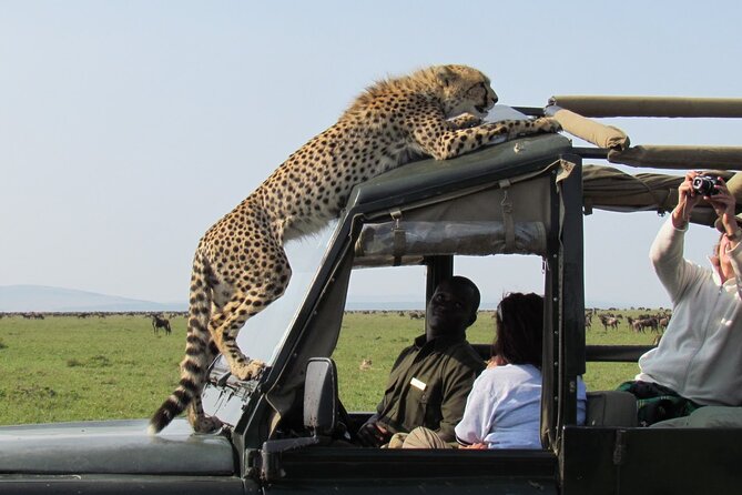 5 Days Mombasa,Tsavo East, Taita Salt Lick, Tsavo West, Amboseli, - Day 2: Taita Salt Lick and wildlife at the waterhole