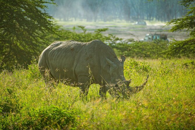 5 Days of Kenyan Magic: A Whirlwind Safari Adventure - What this five-day Kenya safari is really like